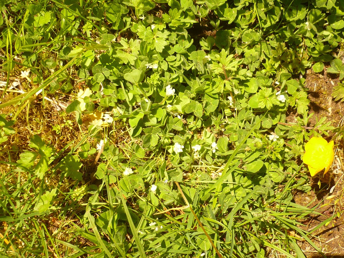 Trifolium subterraneum var. subterraneum (Fabaceae)